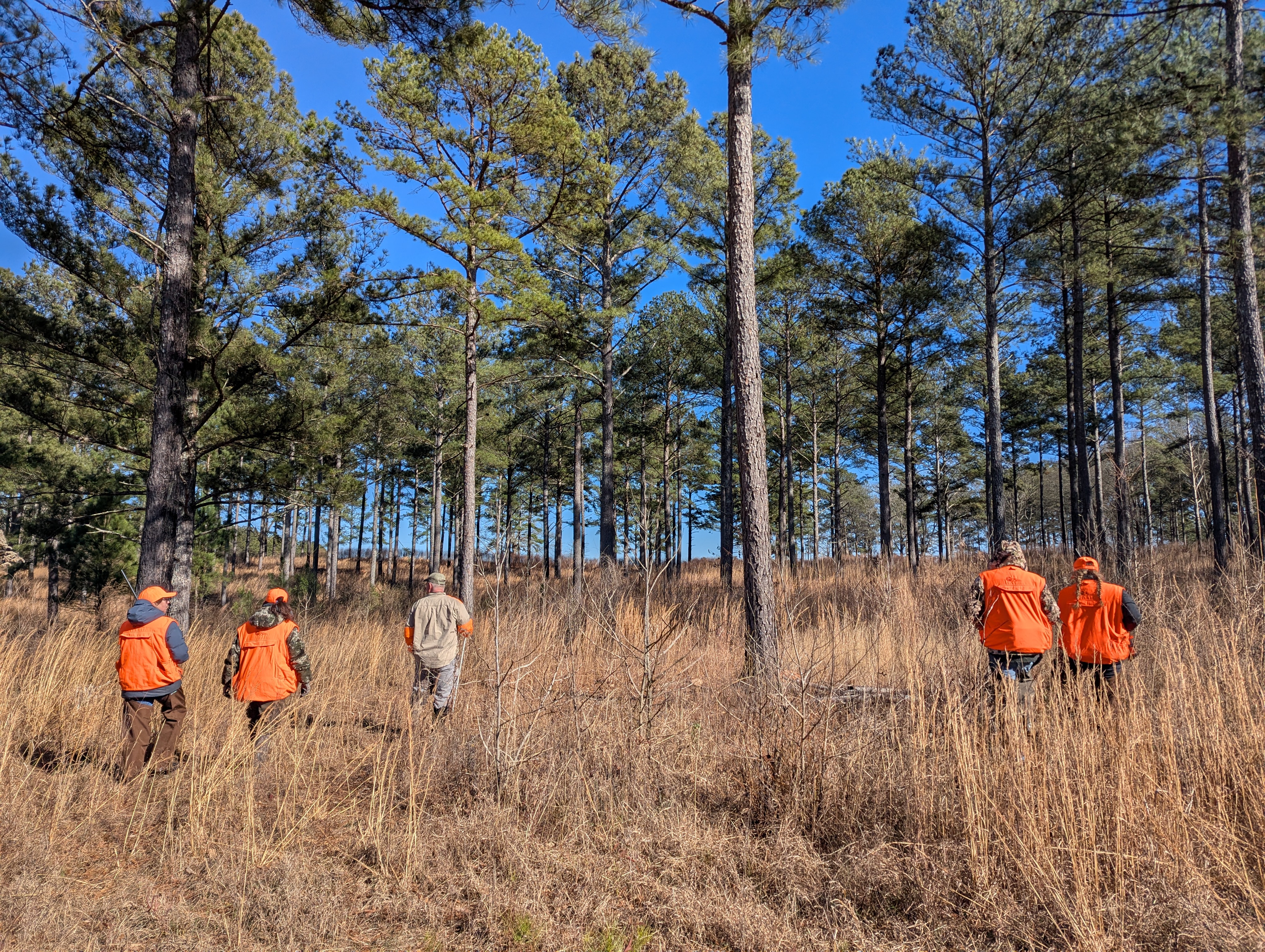 A group of hunters wearing orange vests are walking through tall, dry grass